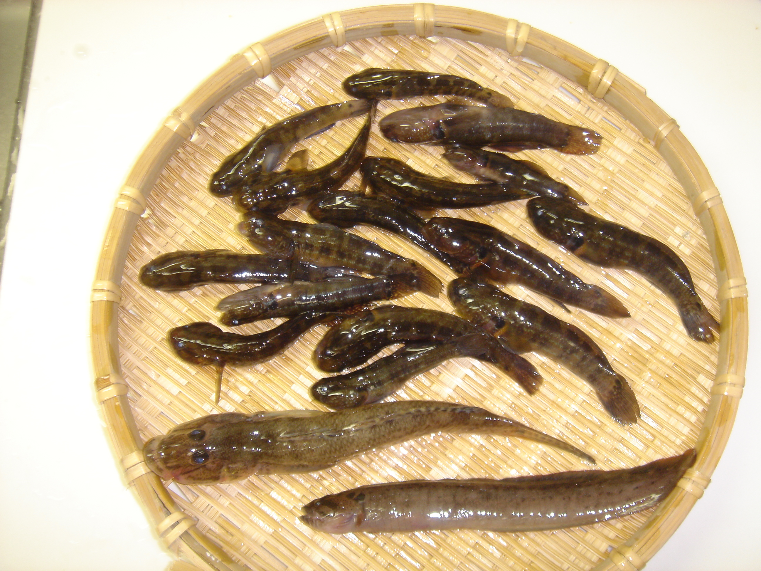 ハゼ釣り 若洲海浜公園 自 釣 麦 料